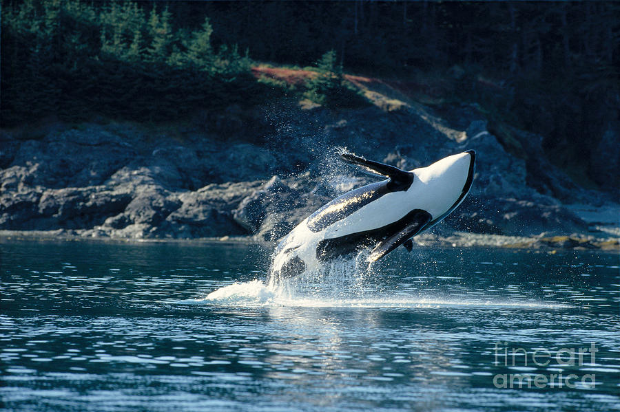 Jumping Orca #1 Photograph by John Hyde - Printscapes