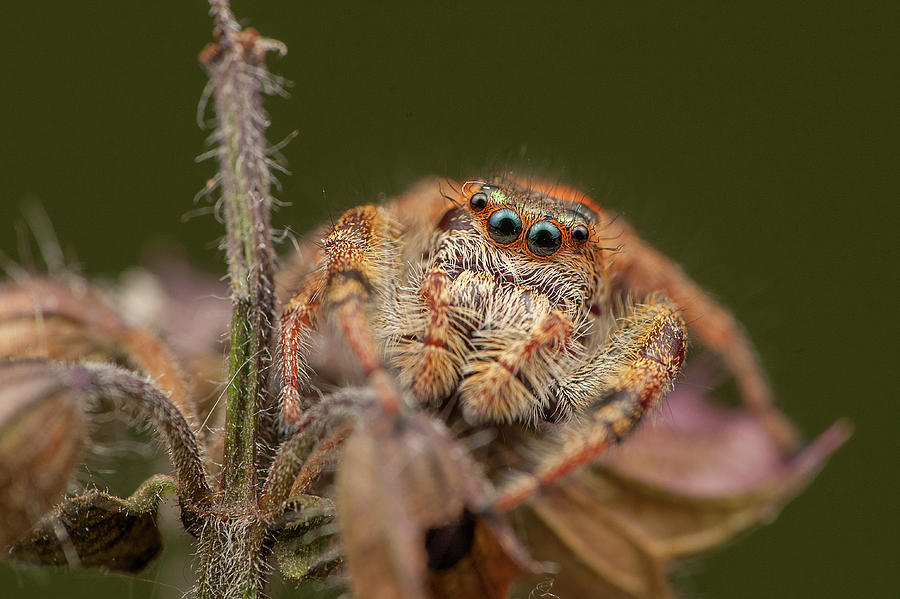 Jumping Spider #1 Photograph by Derek Thornton