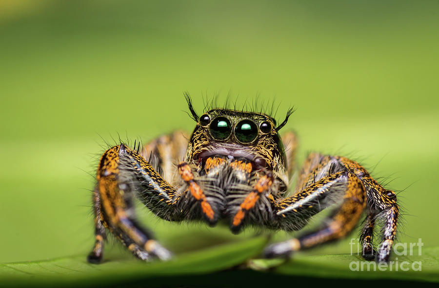 Jumping Spider on green leaf. #1 Photograph by Tosporn Preede
