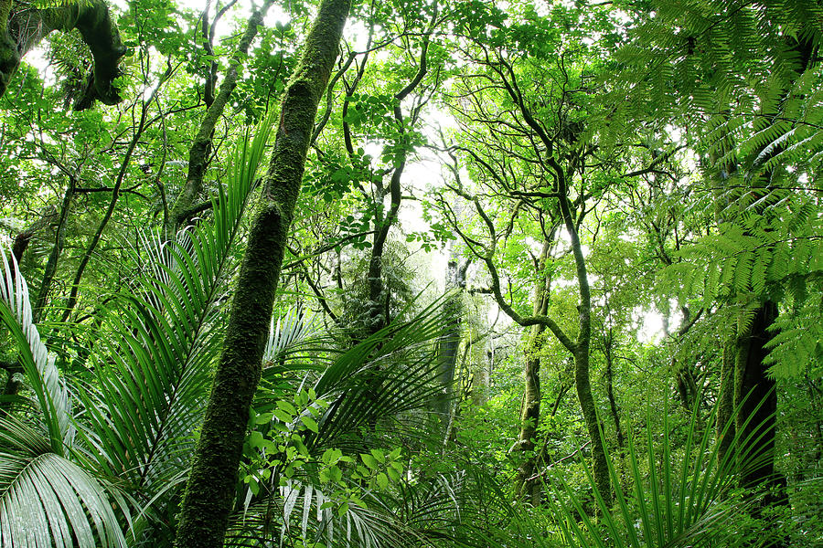 Jungle canopy 2 Photograph by Les Cunliffe