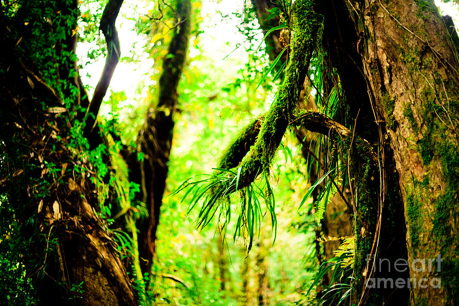Jungle forest Himalayas mountain NEPAL #1 Photograph by Raimond Klavins