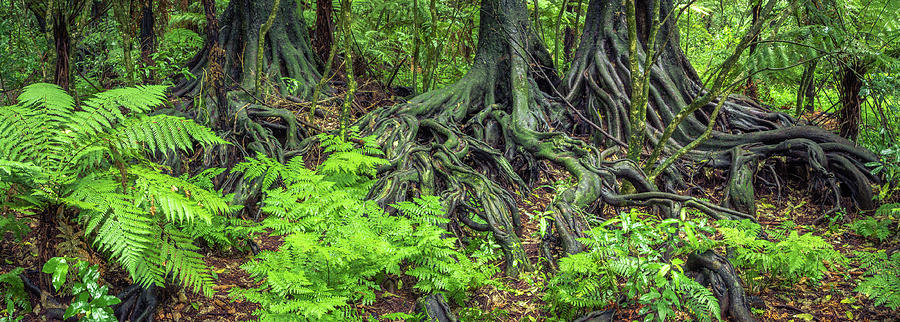 Jungle roots #1 Photograph by Les Cunliffe