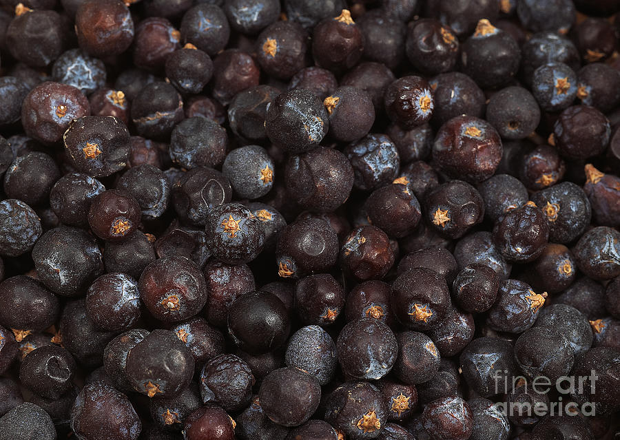Juniper Berries #1 Photograph by Gerard Lacz