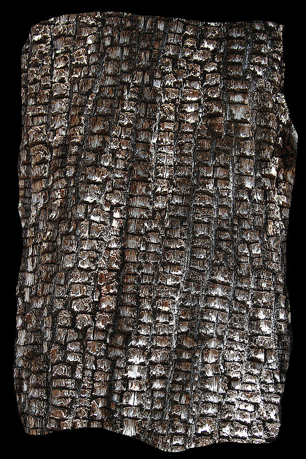 Juniper Tree Bark #1 Digital Art by Tom Janca