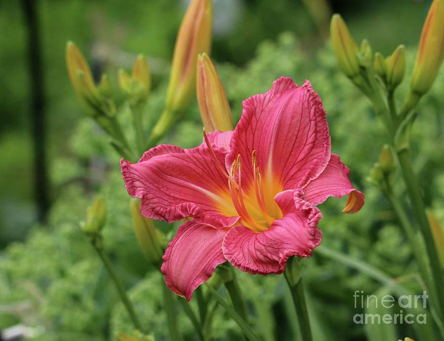 Just One Kiss Daylily #2 Photograph by Lori Tordsen - Pixels