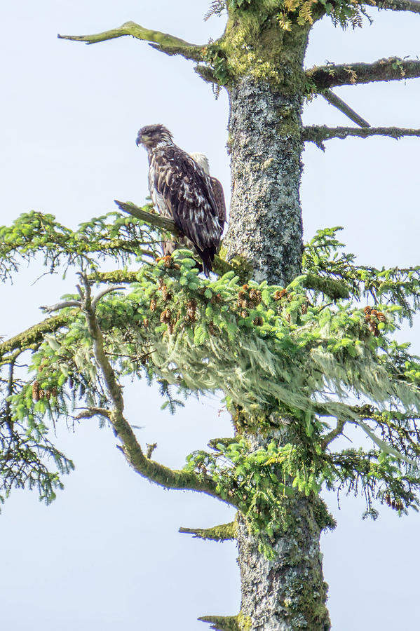 Juveniel and adult bald eagle on top of a tree #1 Photograph by Alex Grichenko