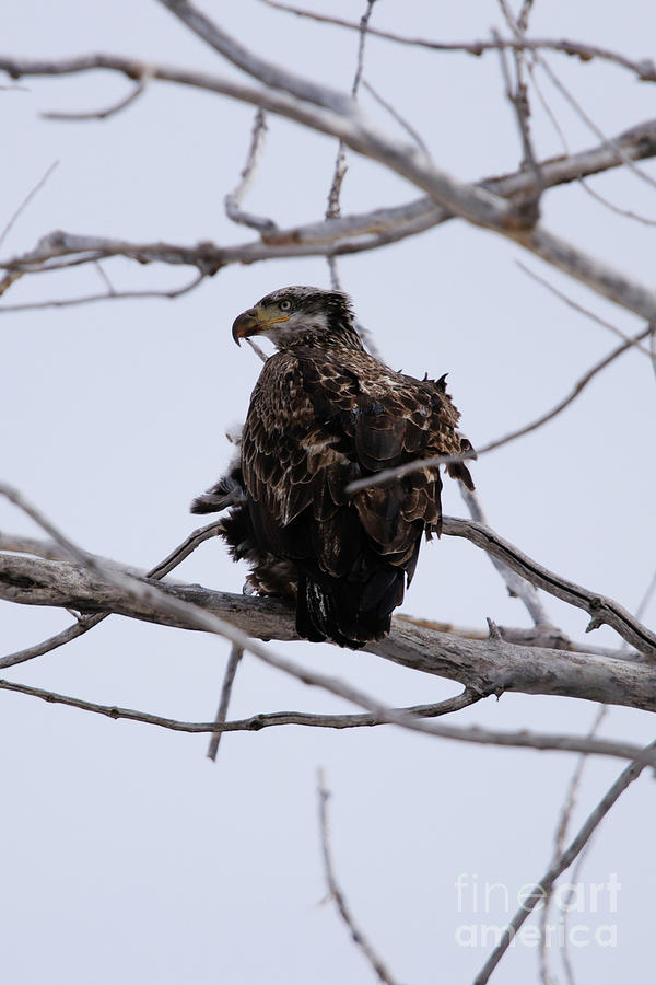 Juvenile Bald Eagle #1 Photograph by Alyce Taylor