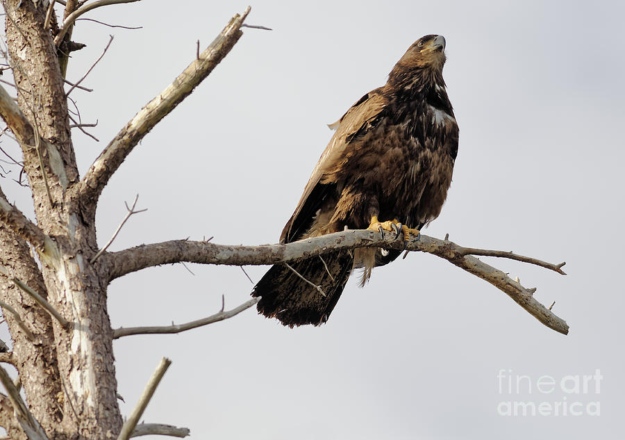 Juvenile Bald Eagle #1 Photograph by Natural Focal Point Photography