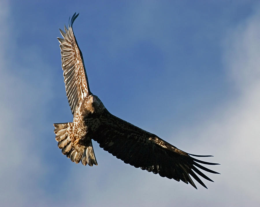 Wildlife Photograph - Juvenile Bald Eagle #1 by Randall Ingalls