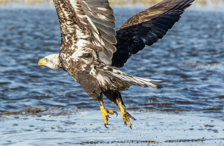 Juvenile Bald Eagle Take Off #1 Photograph by Marc Crumpler