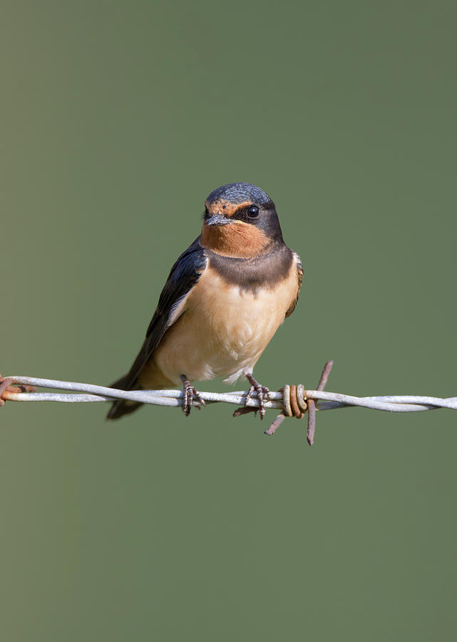 Juvenile Barn Swallow #1 Photograph by Pete Walkden