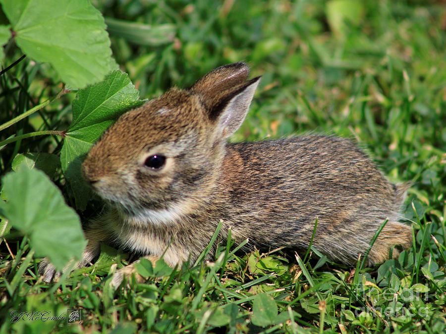 Juvenile Cotton-Tail Rabbit #1 Photograph by J McCombie