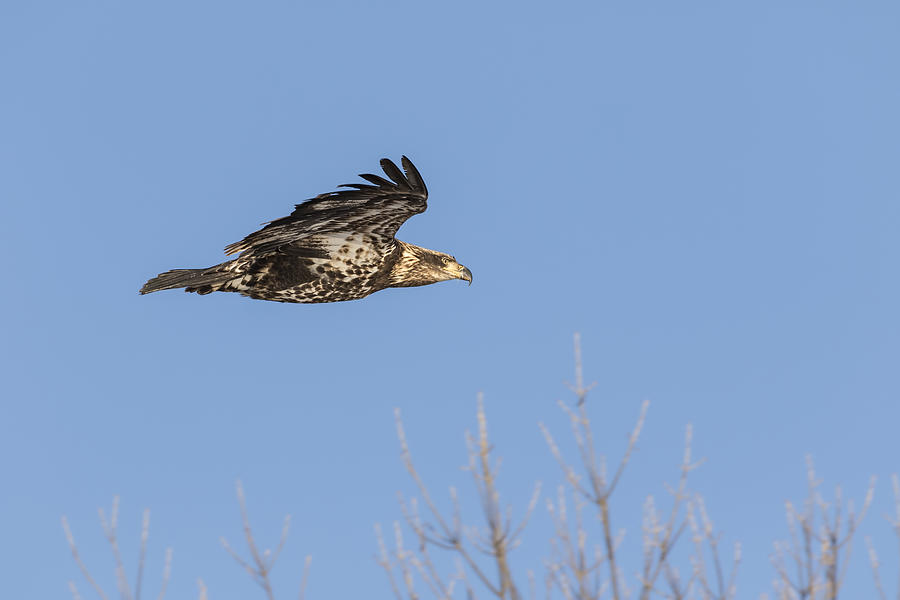 Juvenile Eagle 2015-4 #1 Photograph by Thomas Young