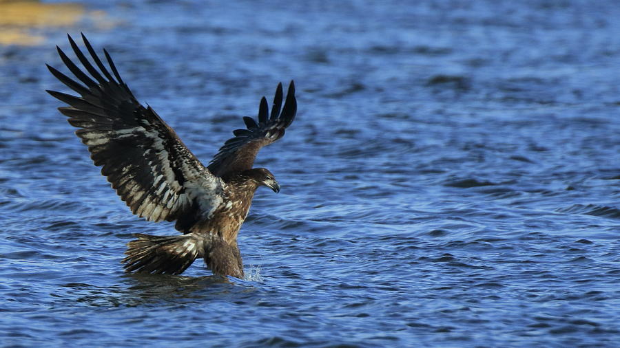 Juvenile Eagle Fishing #1 Photograph by Coby Cooper