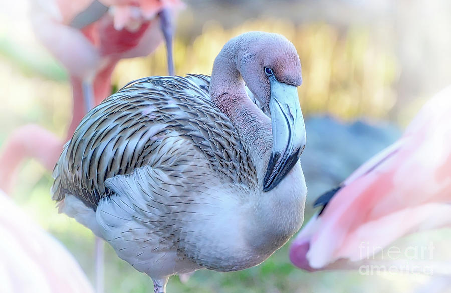 Juvenile Flamingo #1 Photograph by Kathy Baccari