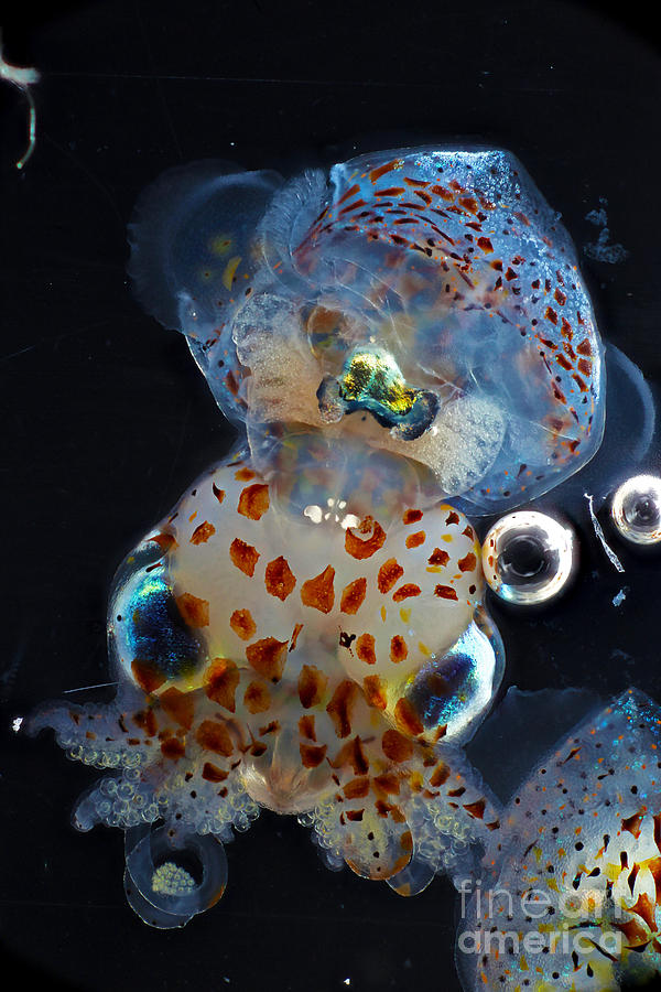 Juvenile Hawaiian Bobtail Squid #1 Photograph by Macroscopic Solutions