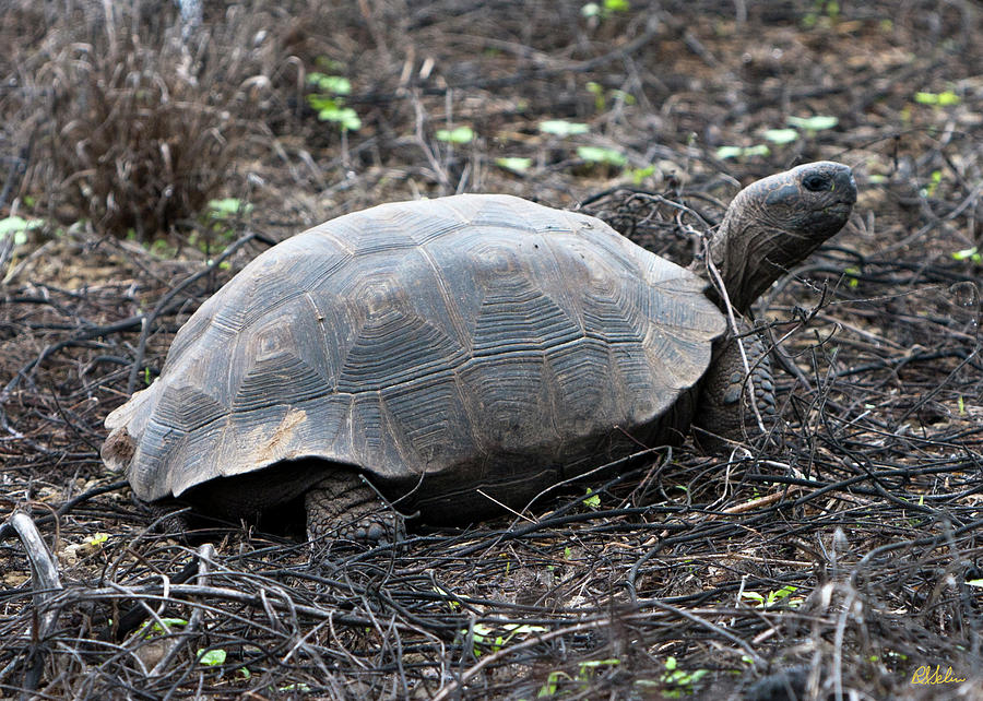 Juvenile Land Tortoise Photograph by Robert Selin - Fine Art America