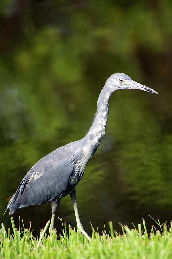 Juvenile Little Blue Photograph by William Tasker - Fine Art America