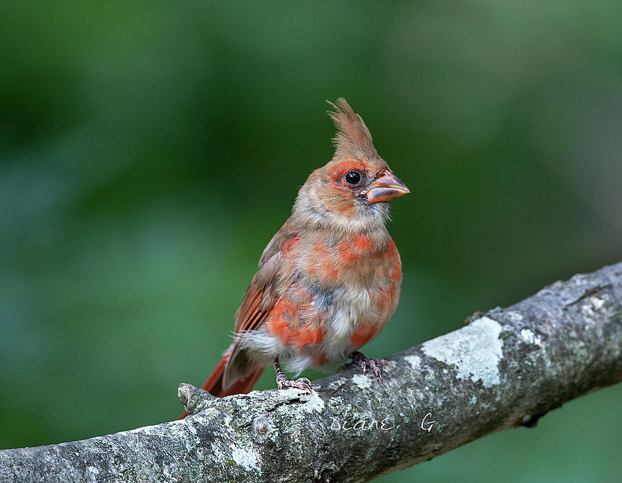 Juvenile Male Cardinal #1 Photograph by Diane Giurco