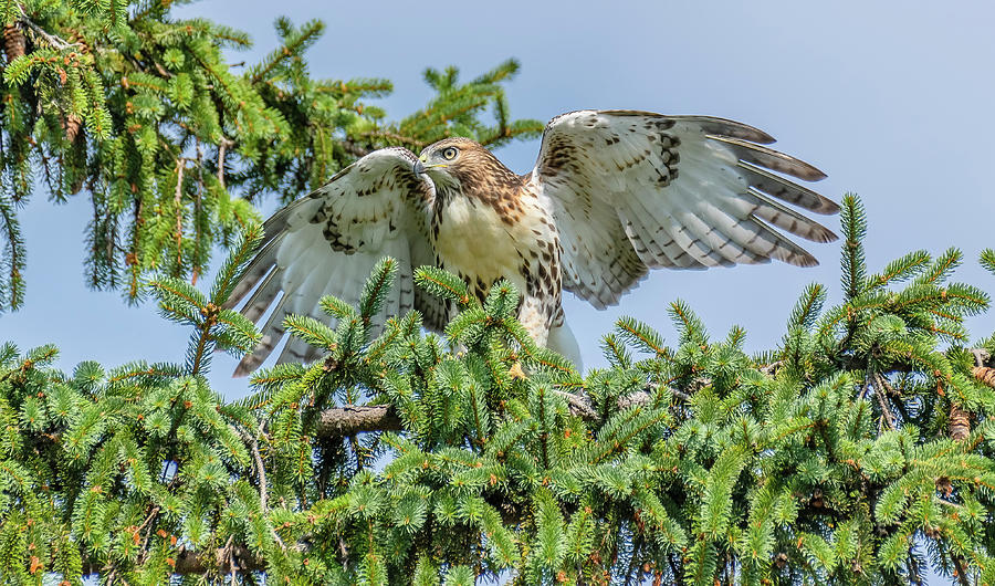 Hawk Photograph - Juvenile Red-Tailed Hawk Perched #1 by Morris Finkelstein