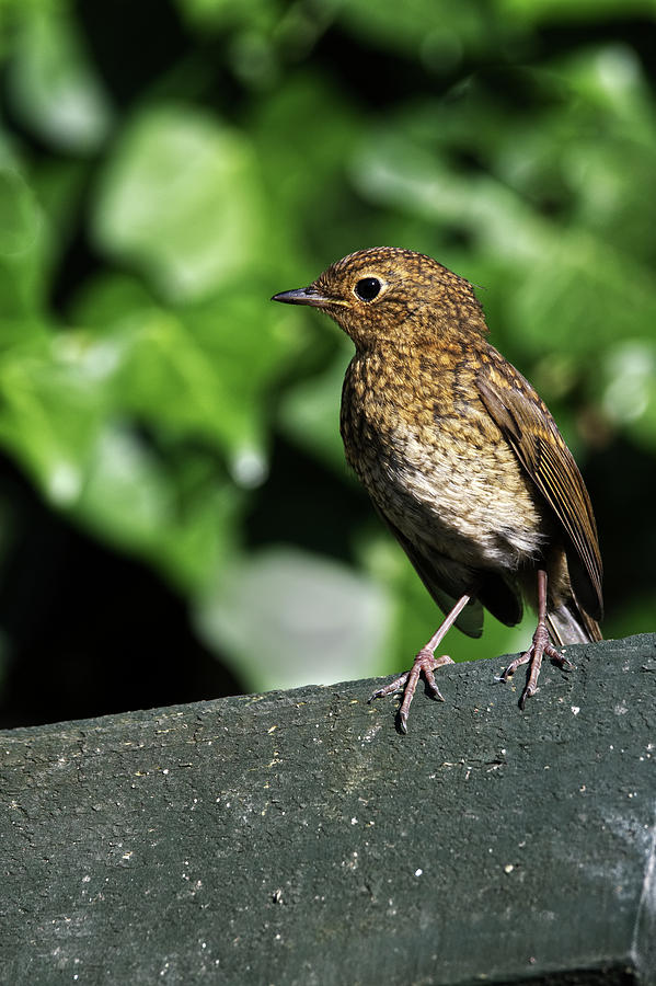 Juvenile Robin #1 Photograph by Chris Day
