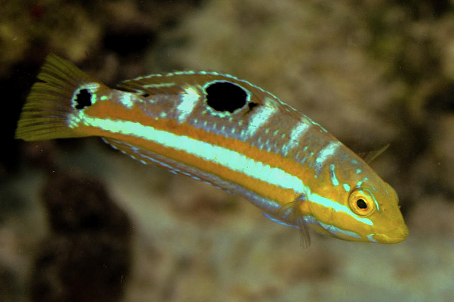 Juvenile Wrasse Photograph By Robert Wrenn Pixels