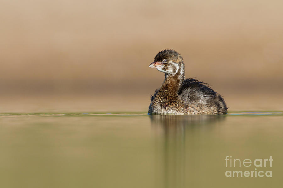 Nature Photograph - Juvie Pied Billed Grebe #2 by Bryan Keil