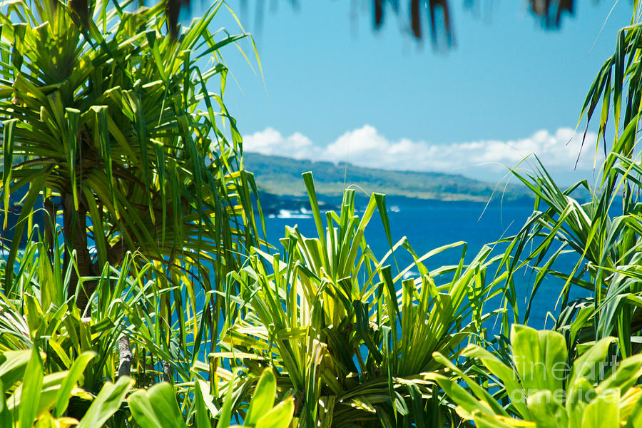 Kahanu Garden Honomaele Hana Maui Hawaii  #2 Photograph by Sharon Mau