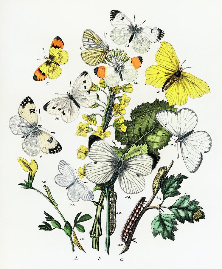 Kaleidoscope of fluttering butterflies and caterpillars #1 Drawing by Vincent Monozlay