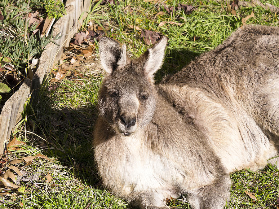Kangaroo Photograph - Kangaroo - Canberra- Australia #1 by Steven Ralser