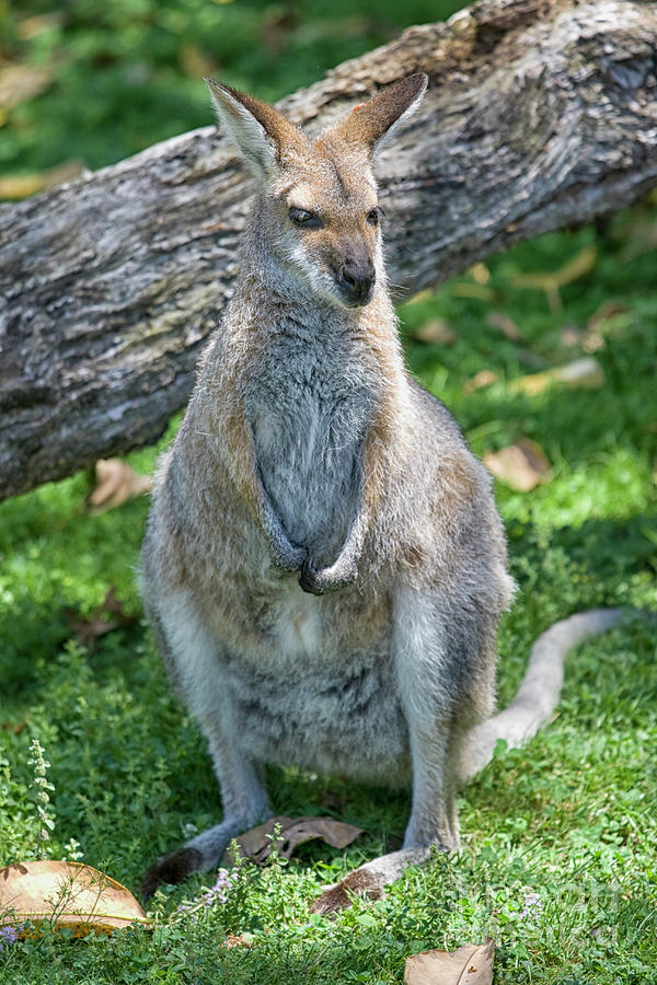 Kangaroo Photograph by Patricia Hofmeester