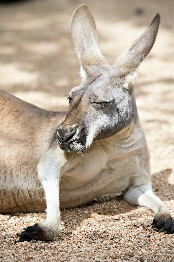 Kangaroo Relaxing On Ground In The Sun #1 Photograph by Alex Grichenko