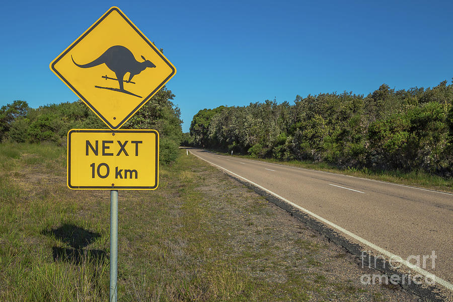 Kangaroo Skiing #1 Photograph by Benny Marty - Fine Art America