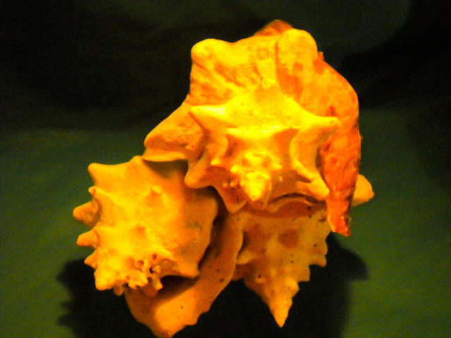 Shell Photograph - Karco Orange #1 by Arlin Jules