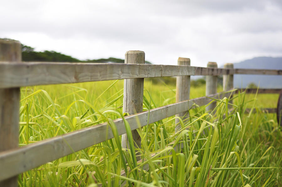 Kauai Fence Photograph by Kelly Wade Fine Art America