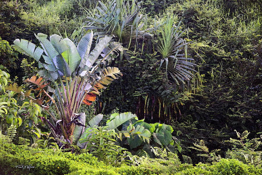 Kauai Jungle #1 Photograph by Frank Wilson
