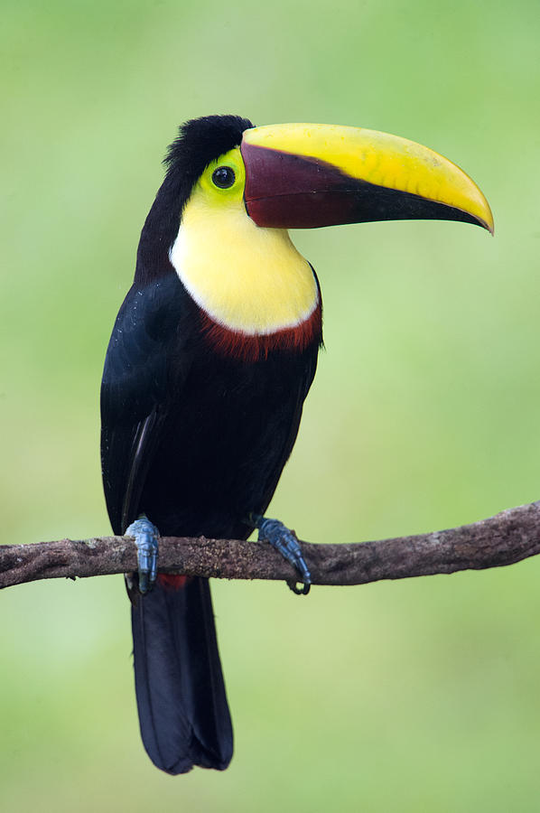 Nature Photograph - Keel-billed Toucan Ramphastos #1 by Panoramic Images