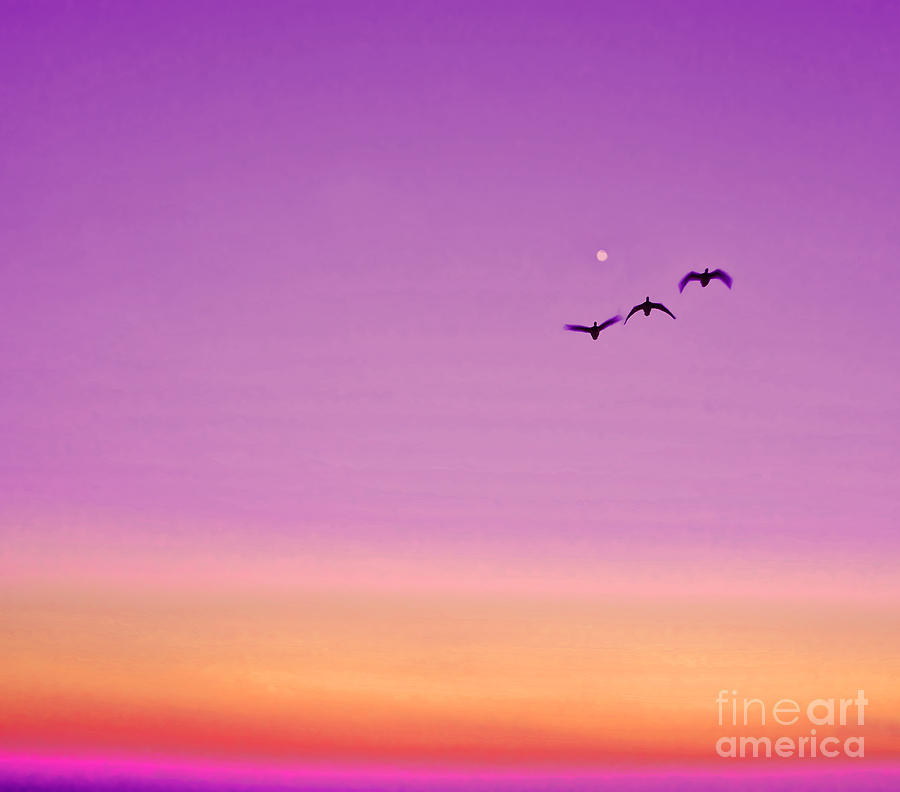 Purple Sunset Birds Photograph by Alex Art
