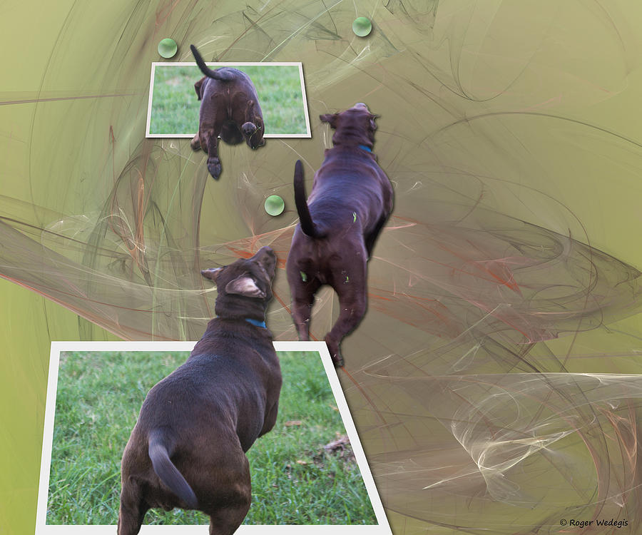 Labrador Retriever Painting - Keep Your Eye On The Ball #1 by Roger Wedegis