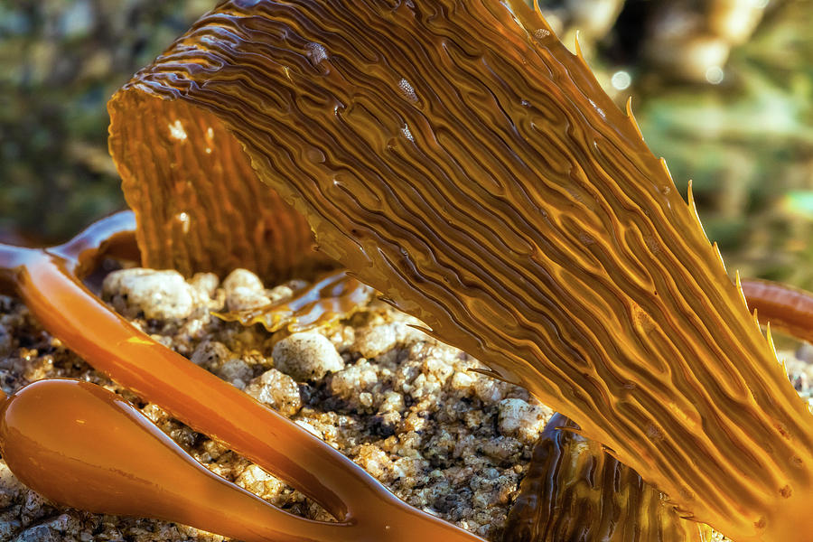 Kelp #1 Photograph by Jonathan Nguyen