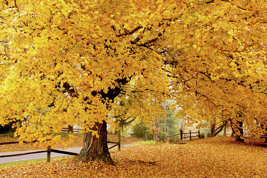 Landscape Photograph - Kentucky Fall #1 by Keith Bridgman