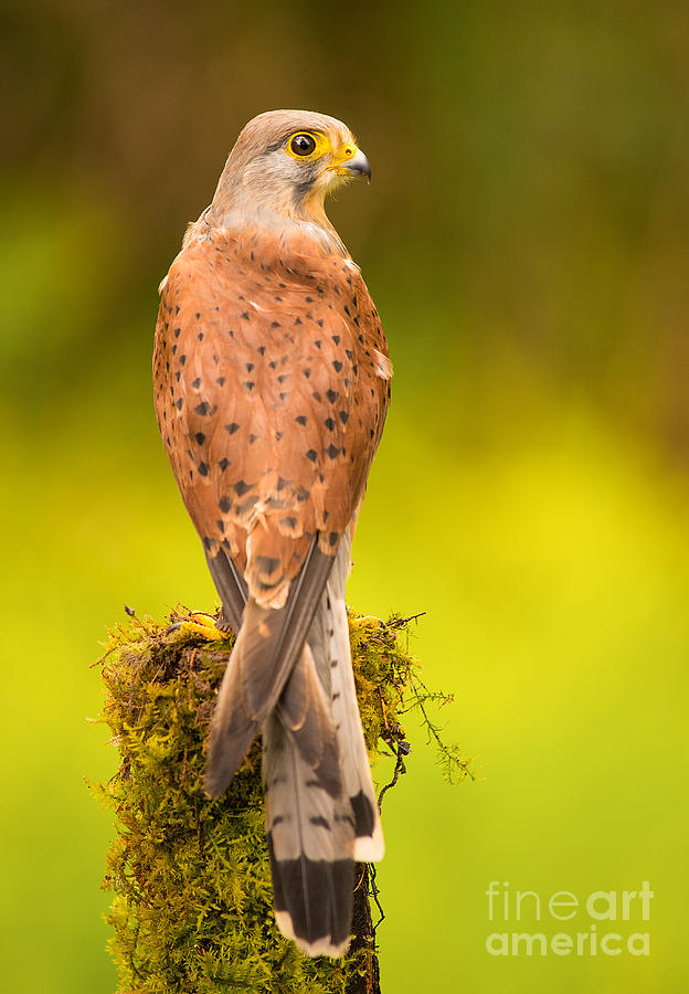 Kestrel Photograph by Keith Thorburn LRPS EFIAP CPAGB - Fine Art America