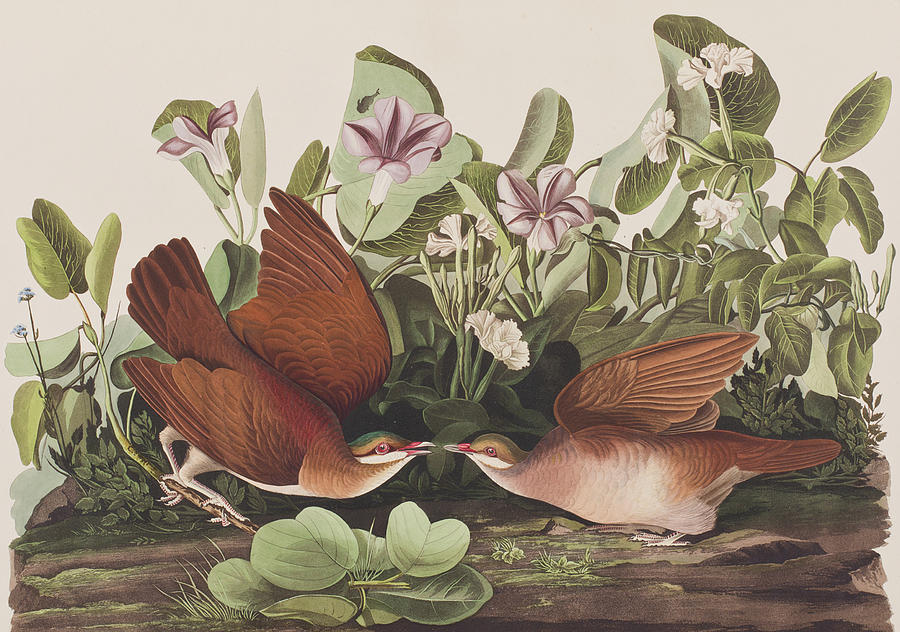 John James Audubon Painting - Key West dove by John James Audubon