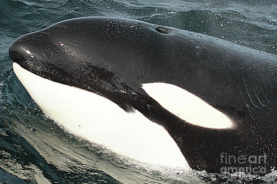 Whale Photograph - Killer Whale Surfacing  close-up in Monterey Bay #1 by Monterey County Historical Society