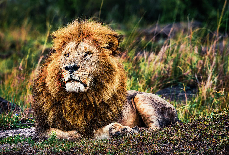 Lion Photograph - King Me #1 by Cory Dewald
