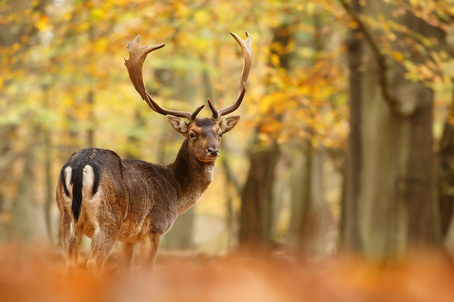 Deer Photograph - King of the Forest _ Fallow Deer Buck #2 by Roeselien Raimond