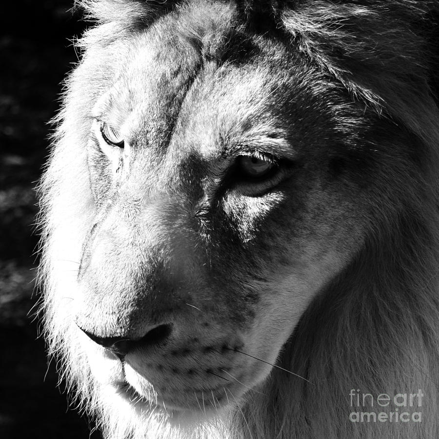 King of the Jungle Majestic Lion Head Face Eyes Square Macro #2 Photograph by Shawn OBrien