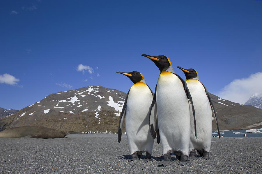 King Penguins Aptenodytes Patagonicus Photograph by Ingo Arndt