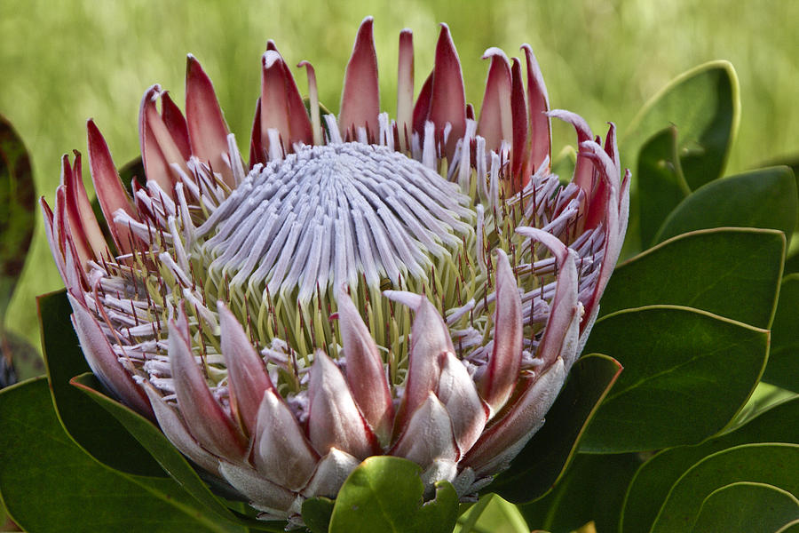 King Protea #1 Photograph by Michele Burgess