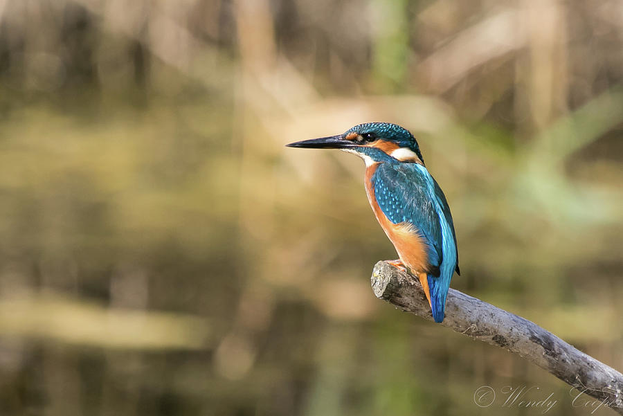 Kingfisher  #1 Photograph by Wendy Cooper